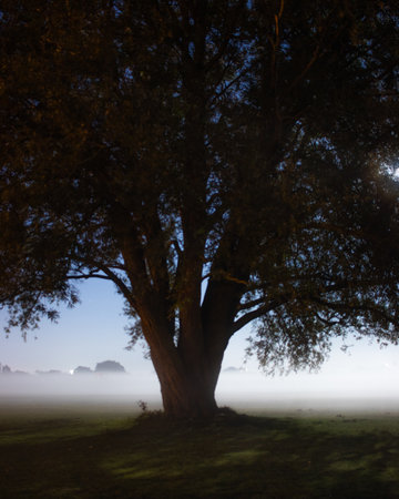 a tree lit by a full moon surrounded by mistの写真素材