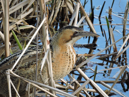 A bittern Bird wading through reedsの写真素材