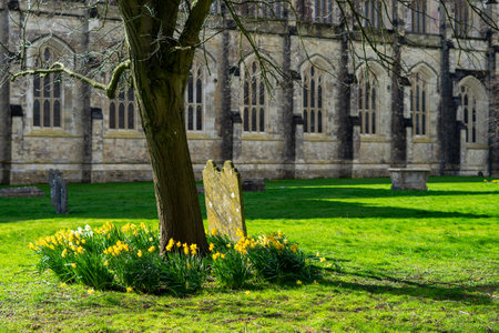 daffodils surrounding a tree in a church yardの写真素材