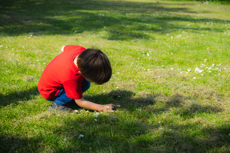a small bow bending down to pick daisies in the springの写真素材