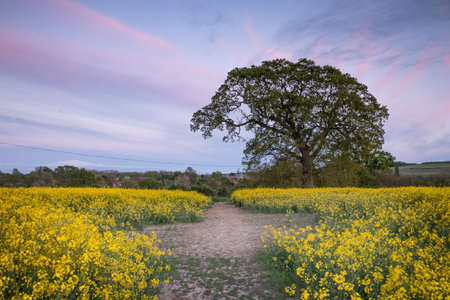 a path between two fields of oil seed rape flowersの写真素材