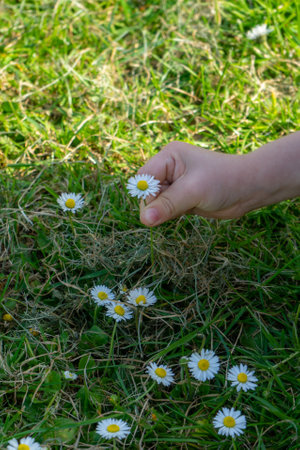 A child's hand picking daisies in the grass during springの写真素材