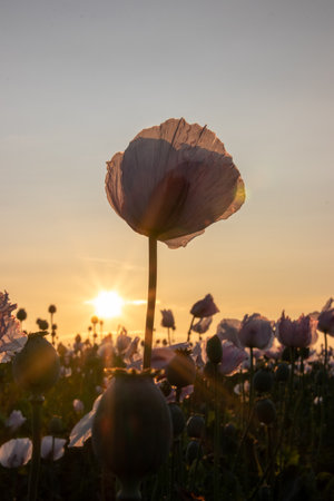 a single pink opium poppy at sunset with sun flareの写真素材