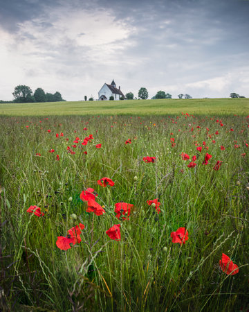 a church on a hill surrounded by green fields and red poppiesの写真素材