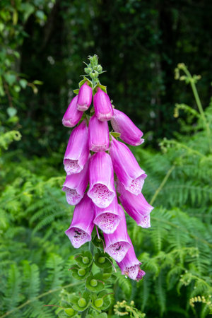 Purple Foxglove flowers in a forestの写真素材