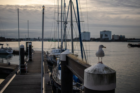A single seagull resting on a jetty bu the seaの写真素材