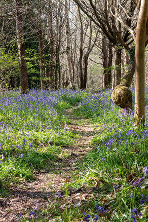 A path in a forest surrounded by bluebell flowers in springの写真素材