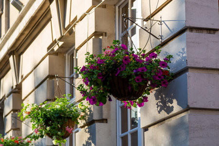 a hanging basket filled with flowers on the side of a georgian buildingの写真素材
