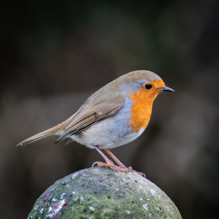 A single European Robin standing on a fence postの写真素材