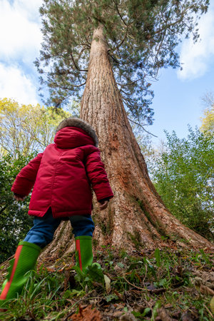A small child playing in a forest standing in front of a very large treeの写真素材