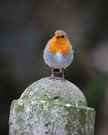 A single European Robin standing on a fence postの写真素材