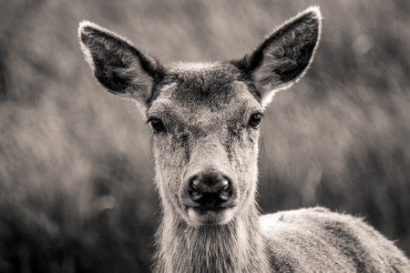 A black and white closeup of a Roe deerの写真素材