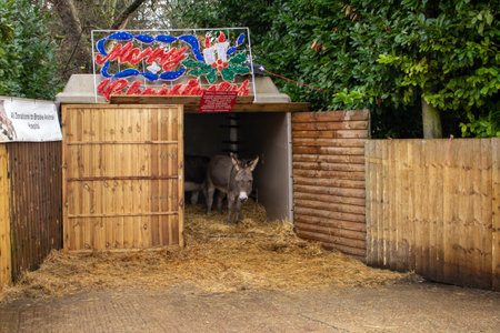 A donkey inside a stable or barn at a show at a christmas showの写真素材