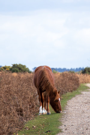 one brown new forest pony feeding at the roadsideの写真素材