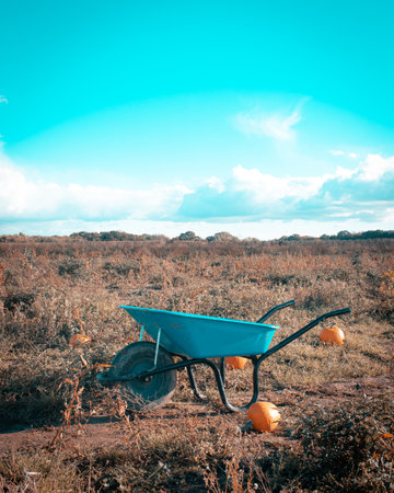a wheel barrow standing alone on farmland surrounded by pumpkinsの写真素材