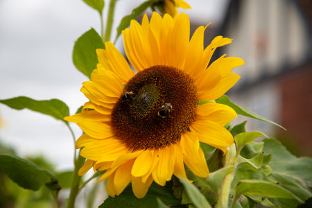 Two bees collecting pollen on a sunflower headの写真素材