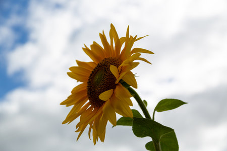 a sunflower head with blue sky and fluffy clouds in the backgroundの写真素材