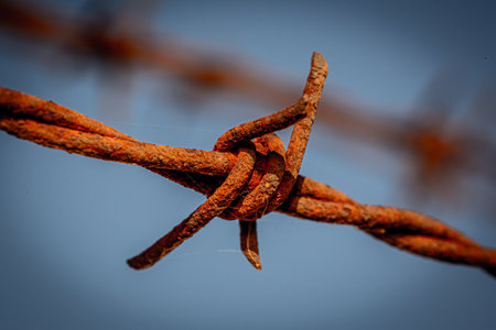 A close up a rusty barb of barbed wireの写真素材
