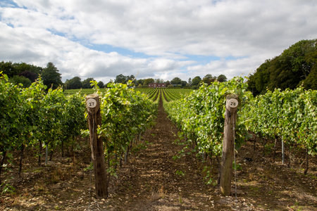 rows of grapes growing in a vineyard in the UK, Hambledon Vineyard, Hampshireの写真素材