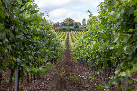 rows of grapes growing in a vineyard in the UK, Hambledon Vineyard, Hampshireの写真素材
