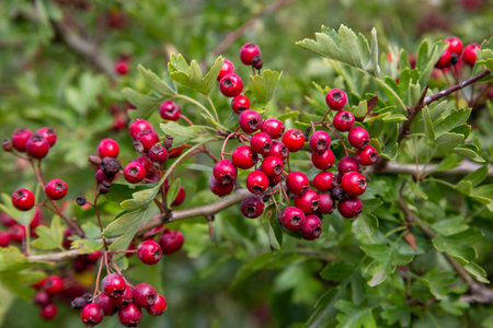 Cotoneaster franchetii hedge plants showing red berriesの写真素材