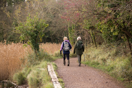 Two middle aged women walking or trekking through a woodland track in autumnの写真素材