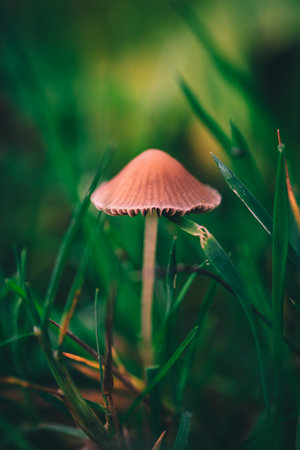 A Macro image close up of a conecap mushroom or latin name Genus Conocybe surrounded by grassの写真素材