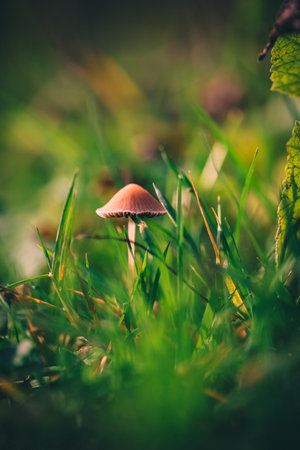 A Macro image close up of a conecap mushroom or latin name Genus Conocybe surrounded by grassの写真素材