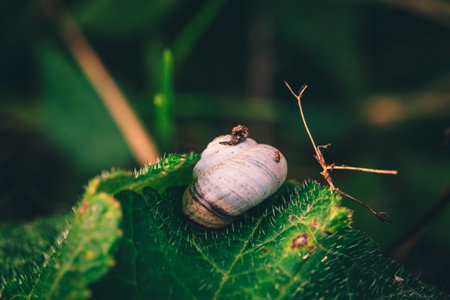 A macro image of a scrub snail or Genus Praticolella on a leaf close upの写真素材
