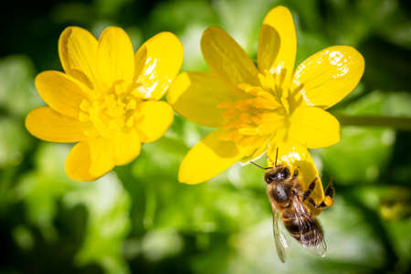 A honey bee resting on the petal of a yellow buttercup flower