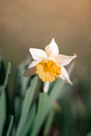 A close up of a daffodil flower in springの写真素材