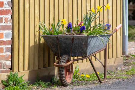 A wheelbarrow filled with spring flowers as a display in an English villageの写真素材