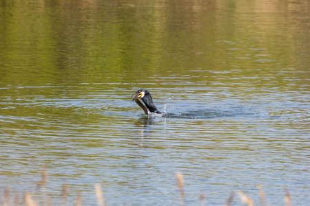 A Cormorant wrestling with an eel in water trying to eat itの写真素材