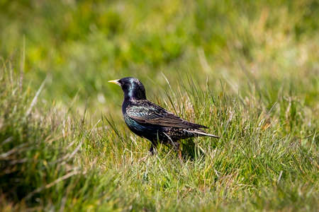 A starling in a meadow surrounded by grassの写真素材