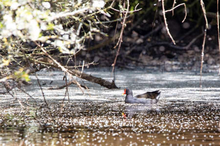A moorhen swimming on a river surrounded by blossom that has fallen from surrounding treesの写真素材