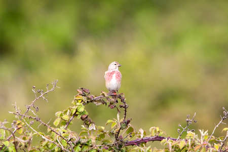 A linnet bird perched on a bramble bushの写真素材
