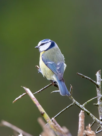 A Blue tit perched on the branch of a hedge rowの写真素材