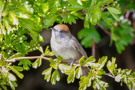 A Eurasian Blackcap bird perched in a treeの写真素材
