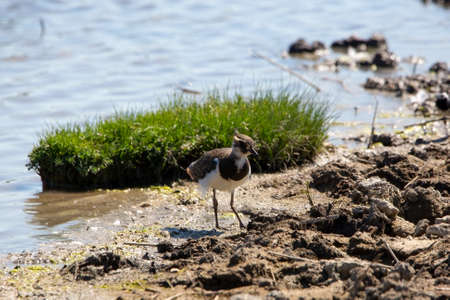 A Lapwing bird on the bank of a lakeの写真素材