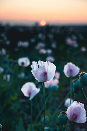 Opium poppies in a field at sunsetの写真素材