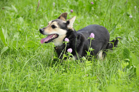 a dog that runs the green grass. mongrel.の写真素材