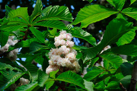 horse chestnut. chestnut.の写真素材