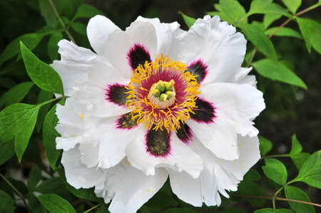 outline peony. flower peony.の写真素材