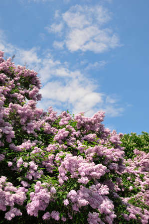lilac flowers. a lilac bush.の写真素材