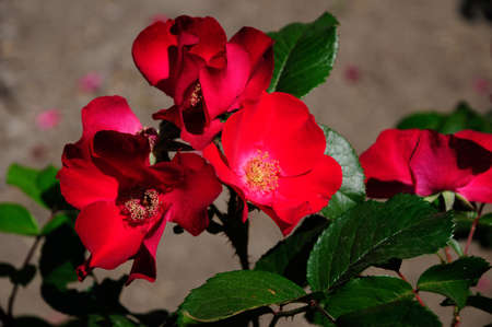 rose. red rose.flower.の写真素材