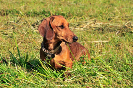 dog dachshund. の写真素材