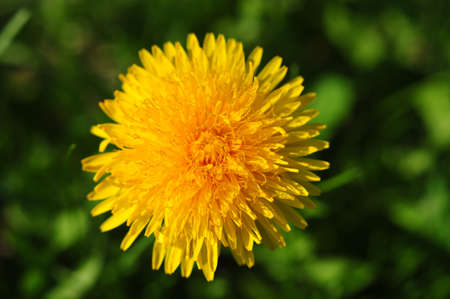 flower  dandelion の写真素材
