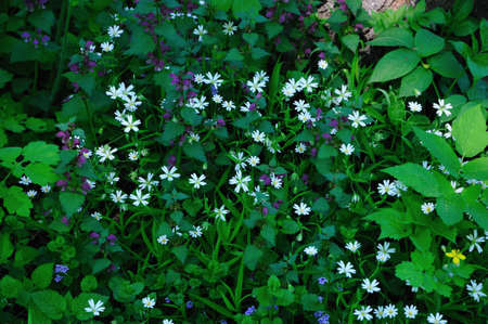 Stellaria - genus of flowering plants of the family Caryophyllaceae The flowers of nettle の写真素材
