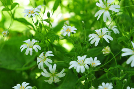 Stellaria  Family Caryophyllaceae plants  A flower の写真素材