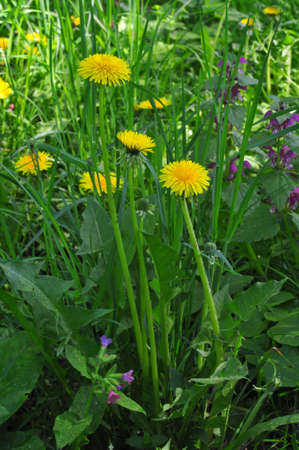 Dandelions  Meadow flowers の写真素材